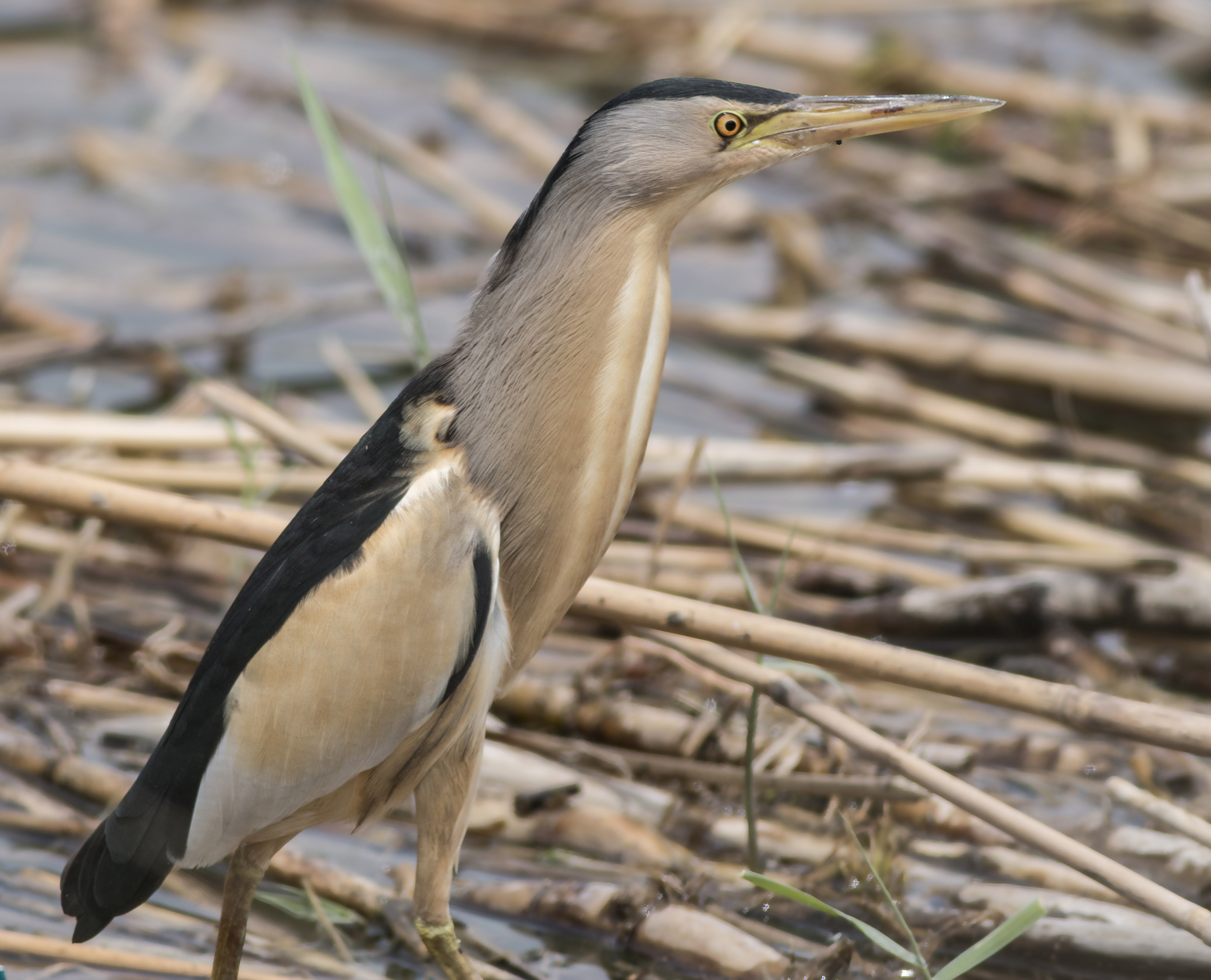 Little Bittern